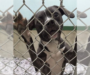 Mutt Dogs for adoption in Anchorage, AK, USA