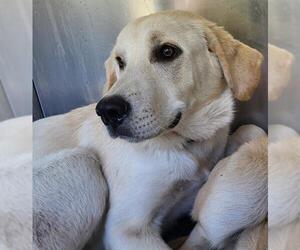 Anatolian Shepherd-Unknown Mix Dogs for adoption in San Antonio, TX, USA