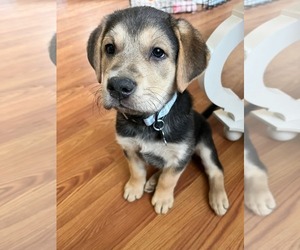 Mutt Dogs for adoption in Holly Springs, NC, USA