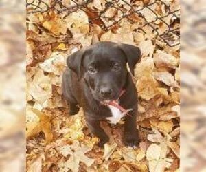 German Shepherd Dog-Mastiff Mix Dogs for adoption in Claremore, OK, USA