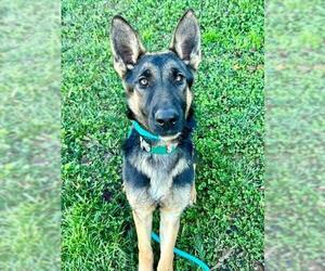 German Shepherd Dog Dogs for adoption in Sacramento, CA, USA