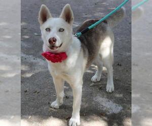 Alusky Dogs for adoption in Bandera, TX, USA