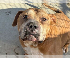 American Pit Bull Terrier Dogs for adoption in Tulsa, OK, USA