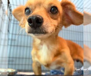 Chihuahua-Unknown Mix Dogs for adoption in Washington, DC, USA