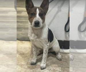Mutt Dogs for adoption in Lakewood, CO, USA