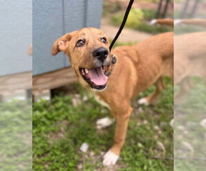 Golden Labrador Dogs for adoption in Lakewood, CO, USA