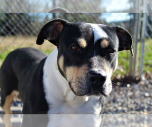 American Pit Bull Terrier-Unknown Mix Dogs for adoption in Pacolet, SC, USA