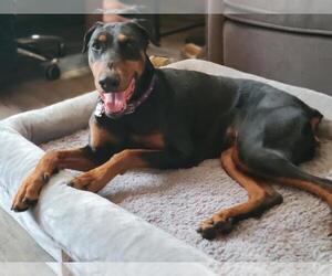 Doberman Pinscher Dogs for adoption in Sacramento, CA, USA