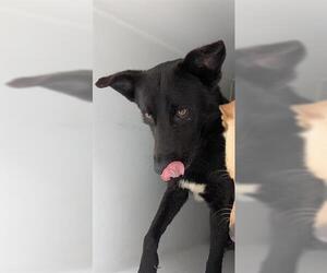 Labrador Retriever-Unknown Mix Dogs for adoption in Houston, TX, USA