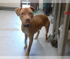 Mutt Dogs for adoption in Fayetteville, NC, USA