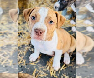 American Pit Bull Terrier Dogs for adoption in Claremore, OK, USA