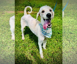 Poodle (Miniature)-Unknown Mix Dogs for adoption in Pacolet, SC, USA