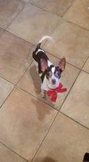 Medium Photo #1 Chihuahua Puppy For Sale in Bridgewater, NJ, USA
