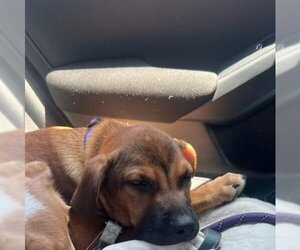 Rhodesian Ridgeback-Unknown Mix Dogs for adoption in Astoria, NY, USA