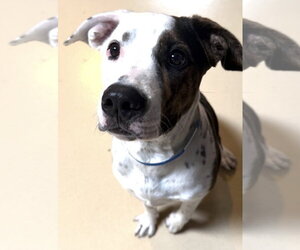 Mutt Dogs for adoption in Menifee, CA, USA