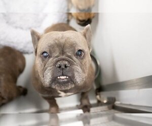 French Bulldog Dogs for adoption in Studio City, CA, USA