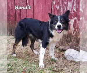 Border Collie Dogs for adoption in Madisonville, TN, USA