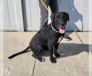 Labrador Retriever-Unknown Mix Dogs for adoption in Louisville, KY, USA