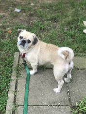 Pug Dogs for adoption in Canton, CT, USA