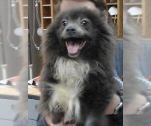 Pomeranian Dogs for adoption in Columbia, TN, USA