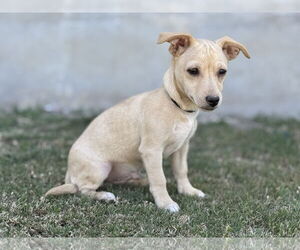 Dachshund-Unknown Mix Dogs for adoption in PIPE CREEK, TX, USA