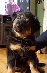 Medium Photo #1 Shepweiller Puppy For Sale in Hugo, MN, USA