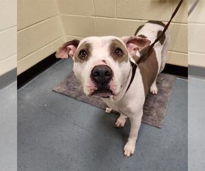 American Pit Bull Terrier Dogs for adoption in Denver, CO, USA