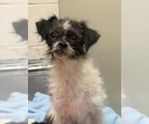 Shiffon Dogs for adoption in Santa Barbara, CA, USA