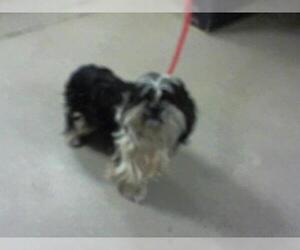 Lhasa Apso Dogs for adoption in Charlotte, NC, USA