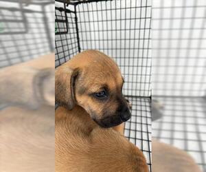 Shepradors Dogs for adoption in Houston, TX, USA