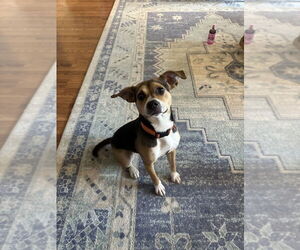 Mutt Dogs for adoption in Boston, MA, USA