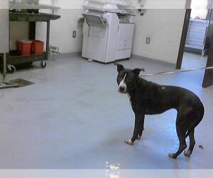 Labrador Retriever-Unknown Mix Dogs for adoption in Fayetteville, NC, USA