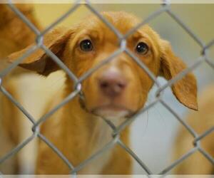 Labrador Retriever-Unknown Mix Dogs for adoption in Tulsa, OK, USA
