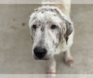 Great Pyrenees-Unknown Mix Dogs for adoption in Tulsa, OK, USA