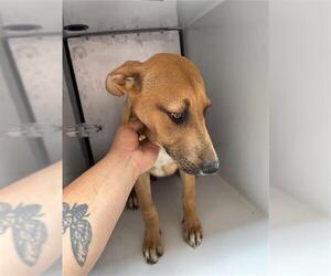 Carolina Dog-Unknown Mix Dogs for adoption in Houston, TX, USA