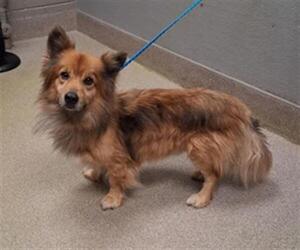 Medium Photo #1 Pembroke Welsh Corgi-Unknown Mix Puppy For Sale in Las Vegas, NV, USA