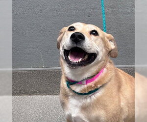 Mutt Dogs for adoption in Las Vegas, NV, USA
