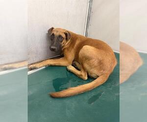 German Shepherd Dog-Unknown Mix Dogs for adoption in Conroe, TX, USA