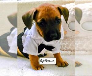 French Bull Weiner Dogs for adoption in Los Angeles, CA, USA