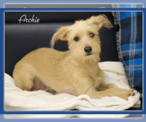 Mutt Dogs for adoption in Cranston, RI, USA