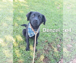 Labrador Retriever-Unknown Mix Dogs for adoption in Virginia Beach, VA, USA