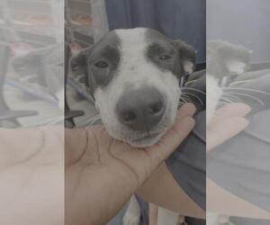 Mutt Dogs for adoption in Mobile, AL, USA