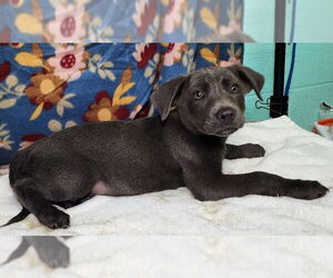 Labrador Retriever-Unknown Mix Dogs for adoption in Wetumpka, AL, USA