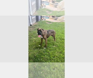 Boxer Dogs for adoption in Austin, TX, USA