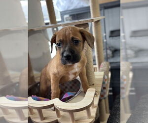 Boxer-Unknown Mix Dogs for adoption in Mooresville, NC, USA