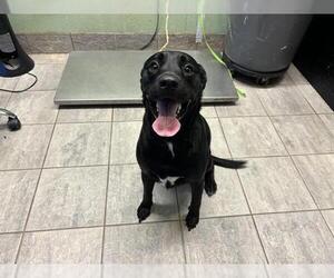 Labrador Retriever-Unknown Mix Dogs for adoption in Grand Prairie, TX, USA