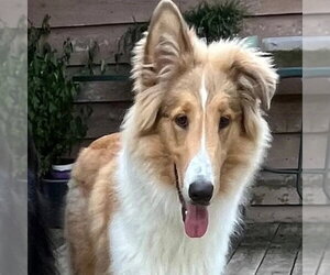 Collie Dogs for adoption in Dublin, OH, USA
