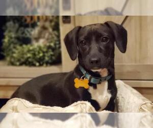 Dachshund Dogs for adoption in La Verne , CA, USA