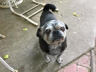 Pug Dogs for adoption in Modesto, CA, USA