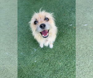 Mutt Dogs for adoption in Tempe , AZ, USA